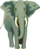 Elephant 4 Clip Art