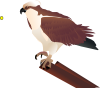 Osprey Standing On Branch Clip Art