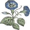 Morning Glory Flowers Clip Art
