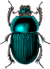 Beetle Bug Clip Art