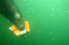 Military Sea Lion Swimming In Water Image