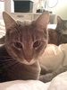 Cat 29 Image