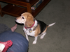 Dog Animal Pet Image