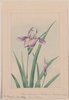 Flower 59 Image