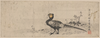 Pheasant Image