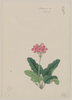 Sakura So Image
