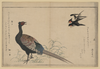 Swallows And Pheasant. Image