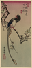 Plum Blossom And Magpie (long Tailed Cock Onagadori). Image