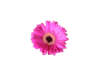 Hotpinkgerberra Image