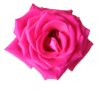 Hotpinkrose Image