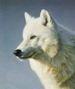 White Fox Image