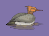 Orange And Brown Swimming Duck Clip Art