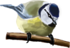 Blue Tit Clip Art