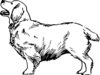 Clumber Clip Art