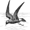 Petrel Clip Art