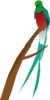 Tropical Bird Clip Art